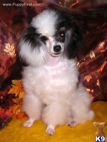 Stud Dogs - Poodle
